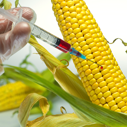 Cereals and Cereal Based Products (GMMB-2501)