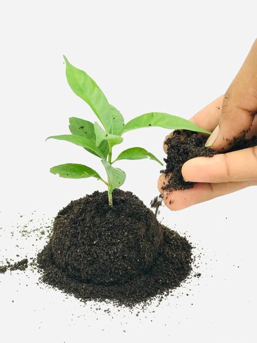 Bio-fertilizer (BBMB-2501)