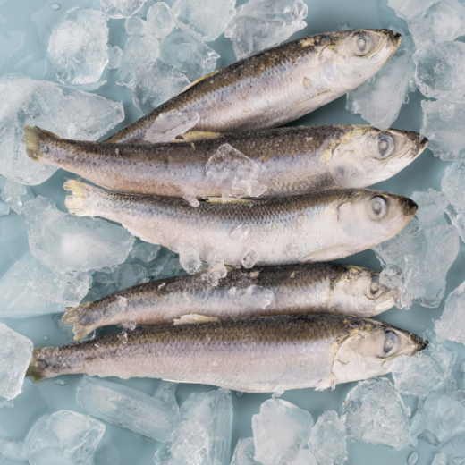 Marine/Aqua Culture Food Products (MAMB-2501)
